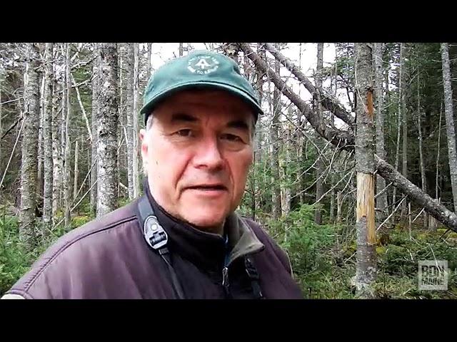 What makes the spruce grouse so great