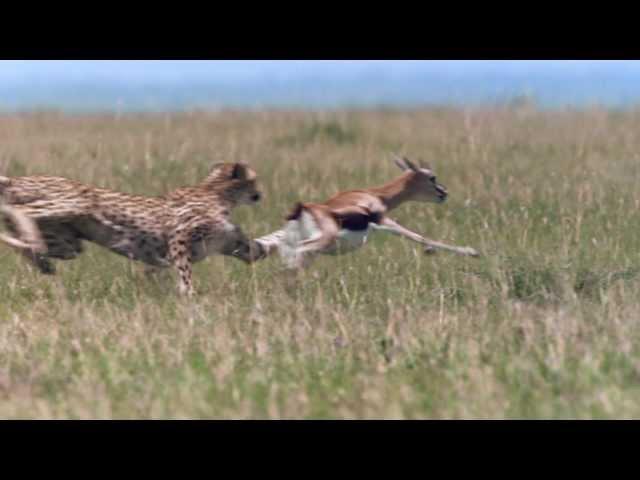 Cheetah - Fastest Running Animal - 1080 HD