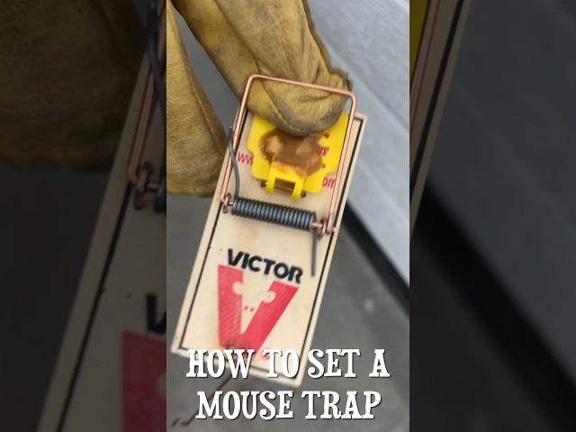 How to set a mouse trap