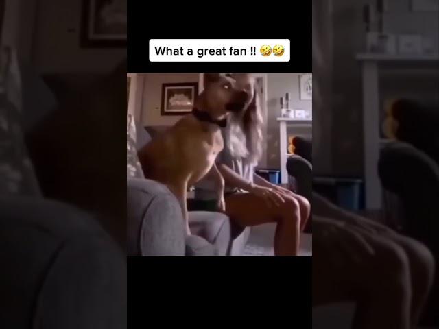 What a great fan | Funny Dogs Videos | Funny pets videos