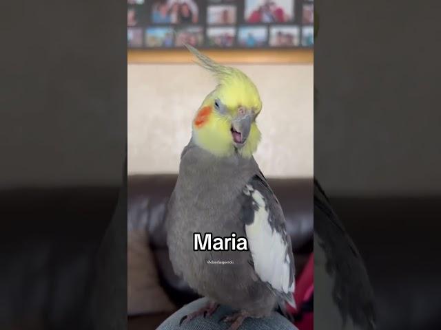 Maria, where are you?  #shorts #parrot