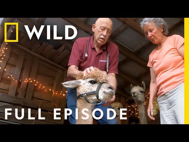 Tater Swift and the Ailing Alpaca (Full Episode) | The Incredible Dr. Pol