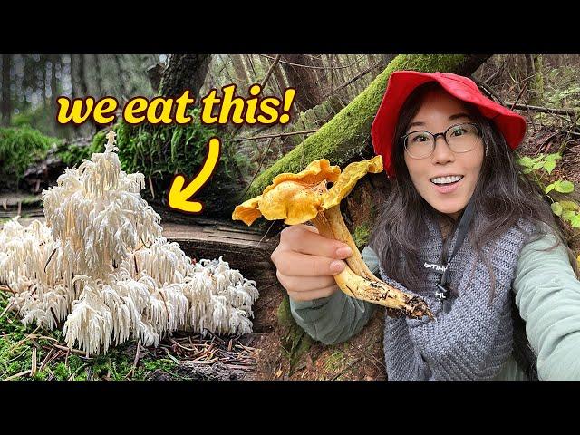 HUNT & COOK: Foraging Wild Mushrooms ‍🟫 We find Bear’s Head & Chanterelles!