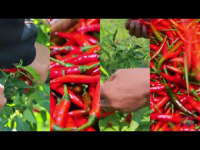 DIAMOND FOOD LTD.