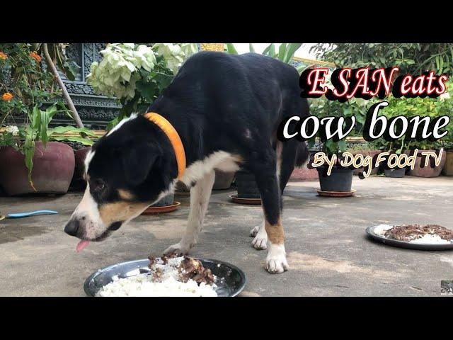 E SAN eats cow bone episode 359| By Dog Food TV