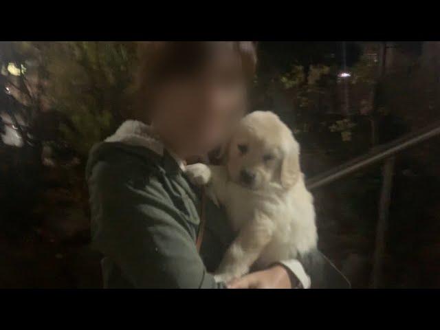 Adoption of Leo/Golden Retriever's Baby Puppy Who First Came to My House