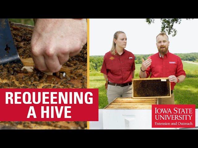 How to Requeen a Beehive