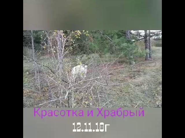 Алабай  и фокс