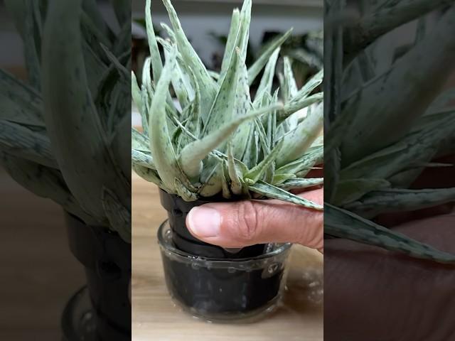 How To Propagate Aloe - Division