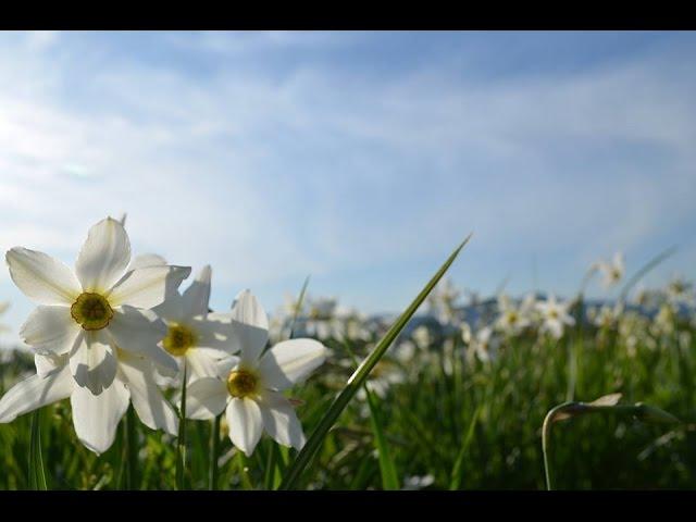 Долина нарцисів/Valley of Daffodils/