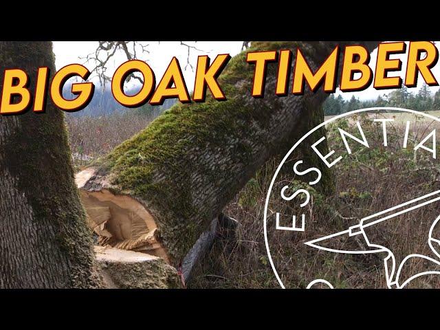 Harvesting Lumber From Oak Trees: Part 1