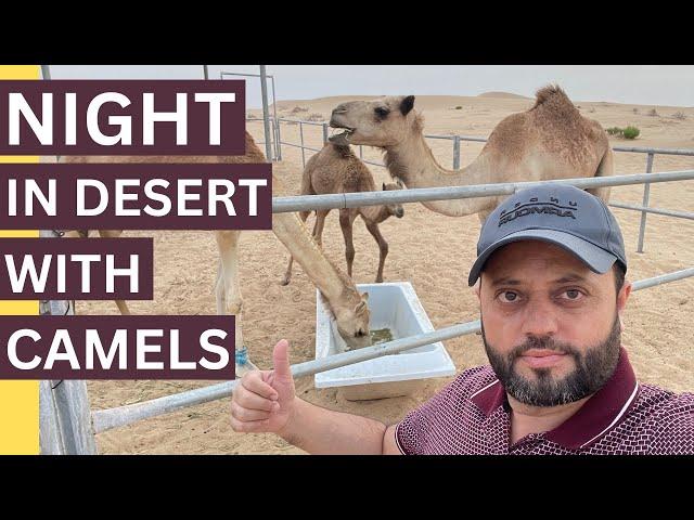 Spent Night In Open Desert With Camels | Al Hatim Abu Dhabi | Abu Dhabi Desert Experience |