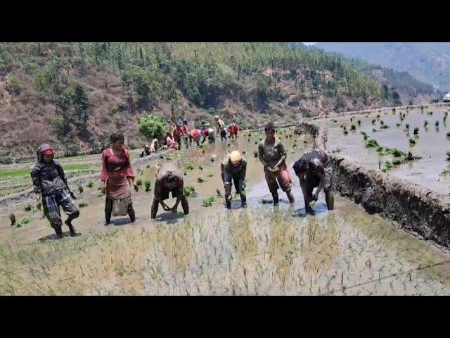 Traditional Farming Lifestyle In Neplese Village || Poor But Happy People Farming In Village Nepal