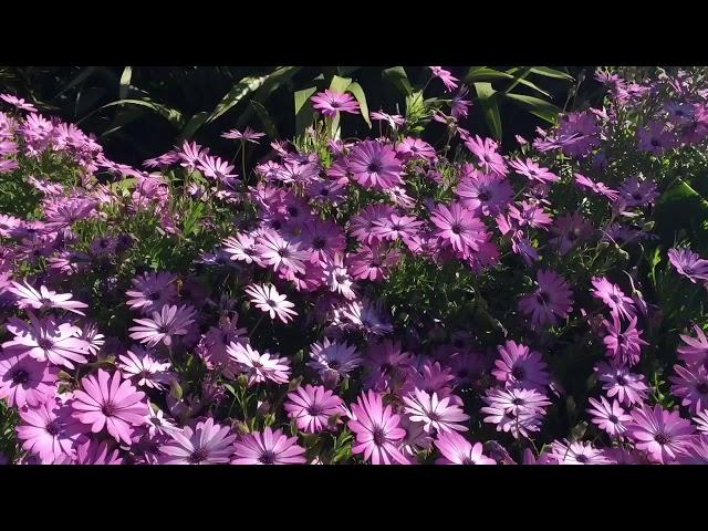 Pink daisies.