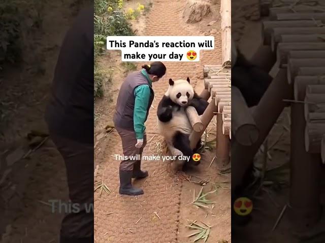 The way the Panda giggle when zookeeper tickle her #pandalove #ytshorts