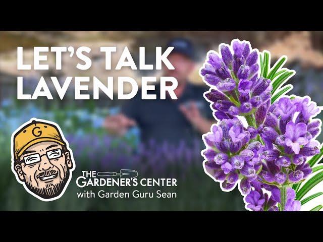 Let's Talk Lavender  Garden Guru Sean at The Gardener's Center