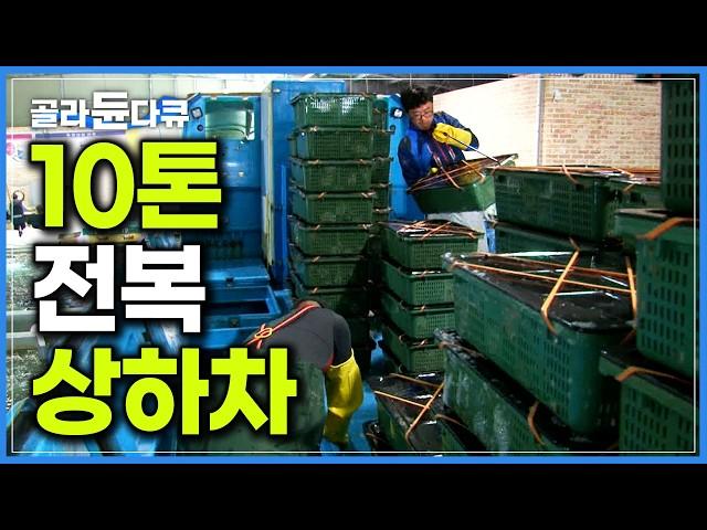 ‘25kg 상자 700개’ 택배 상하차만큼 허리 아픈 전복 하역 작업｜완도 바다 양식장에서 수조 공장까지 전복 유통 과정｜극한직업｜#골라듄다큐