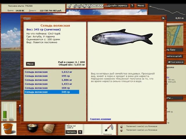 Русская рыбалка 3.99 - Сельдь волжская - поимка и продажа по двойной цене!