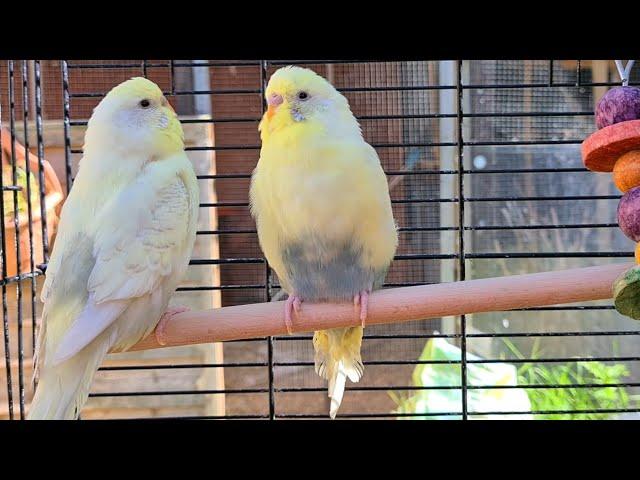 1 hour of Budgies - Beryl and Moon First Time Outside