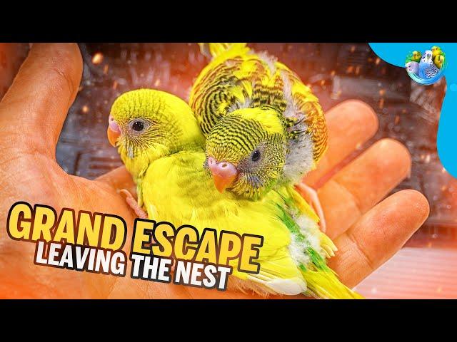 The Great Budgie Escape | Part 5 |