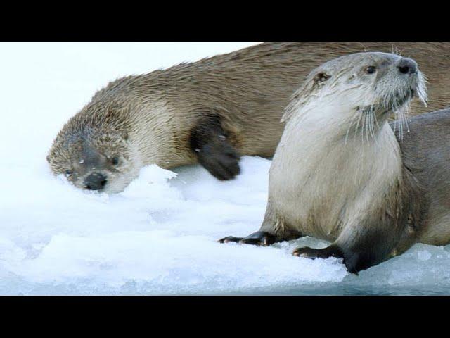 A River Otter Family Is Forced to Find New Fishing Spots