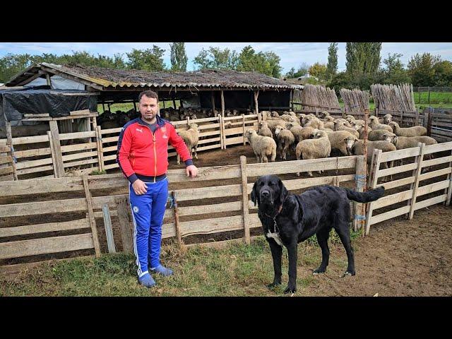 LA STANA LUI CRISTI BELU,OI DIN RASA MERINOS SI CIOBANESTI CORBI CARE FAC PAZA BUNA LA STRUNGA.