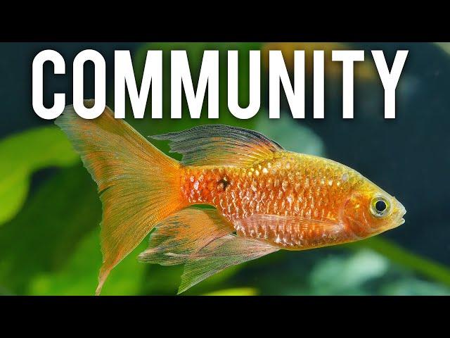 Top 10 Underappreciated Community Fish You Need to Try #aquariumcoop