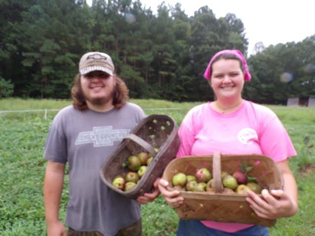 Apple Harvest And Processing