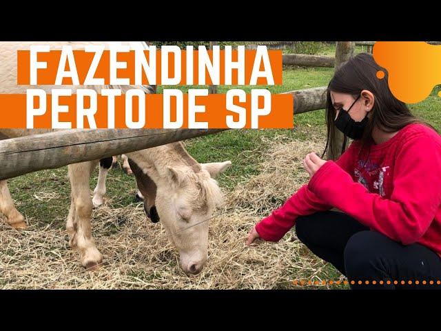 SÍTIO CHIBANA: fazendinha perto de São Paulo | Passaporte Digital