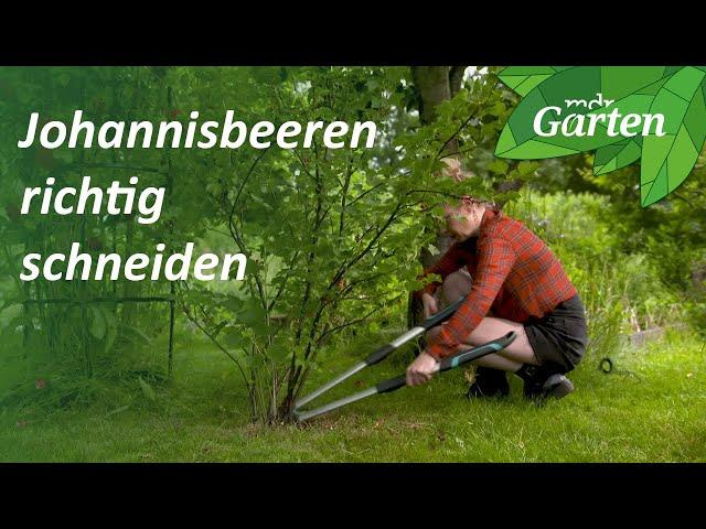 So gelingt der Schnitt von Johannisbeeren | MDR Garten