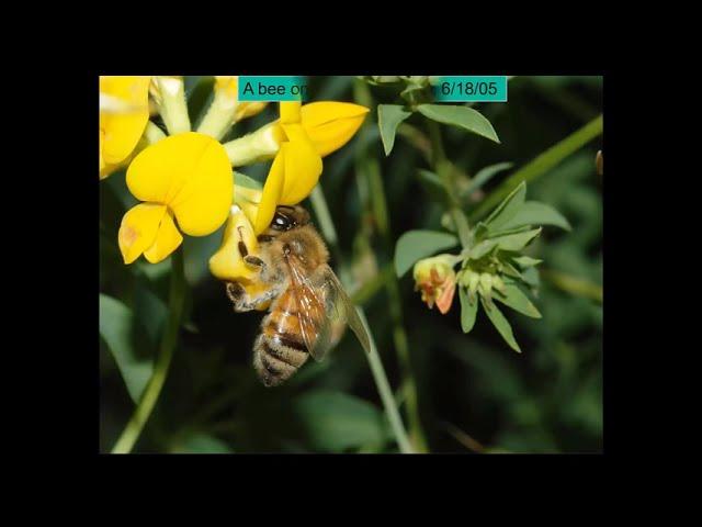 Michigan Bee Plants with Dr. Zachary Huang