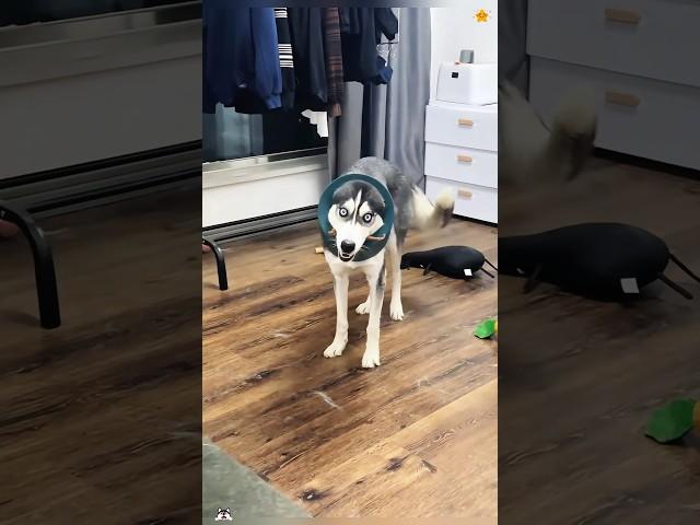 Funny Husky #funny #husky #hhh #kitten #happytime #dog #dogsoftiktok #smiles #usa