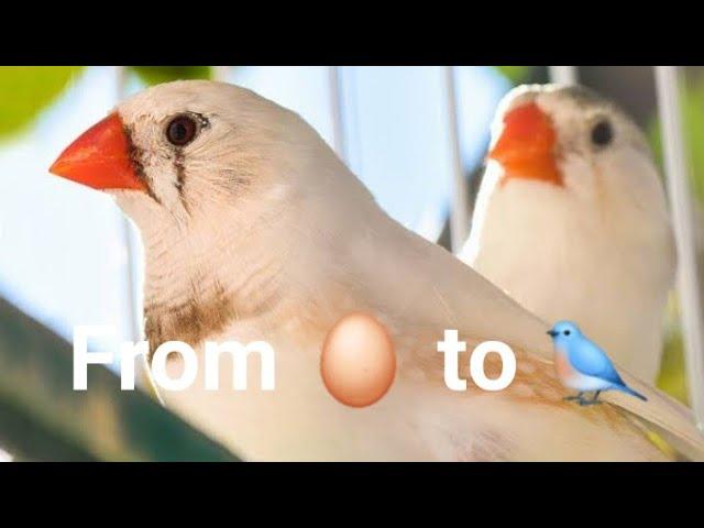 Egg to bird full life cycle ( life of a Zebra Finch )