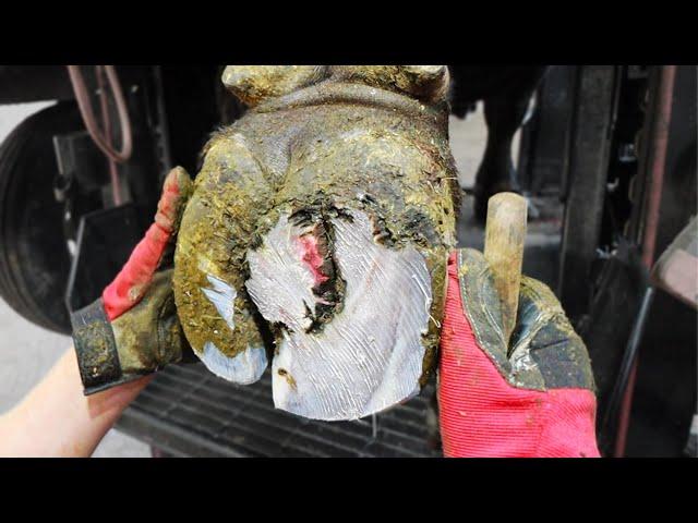 trimming an ELEPHANTS FOOT!? | The Hoof GP