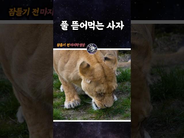 사자가 풀을 뜯어먹는 이유?