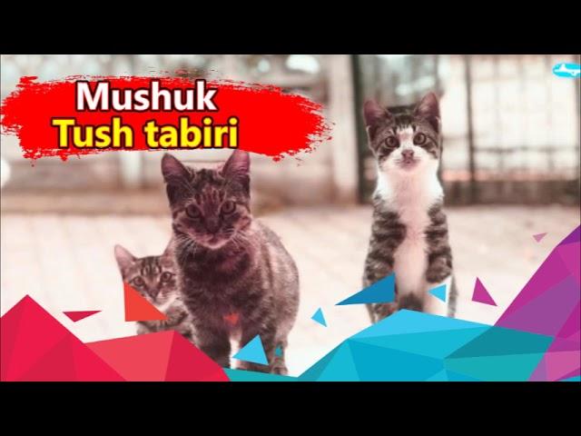 mushuk tushda - tush tabiri mushuk korsa -  tush tabiri mushuk bolasi - туш табири мушук