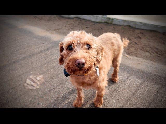 I Walked this cute Dog on Blackpool Beach 