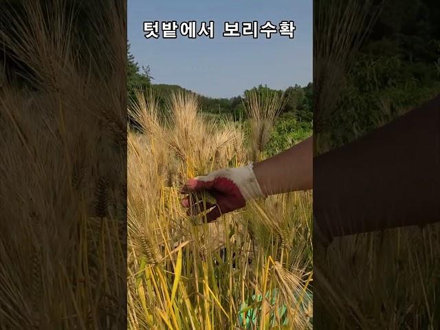 남겨둔 새싹보리가 영글어서 수확합니다