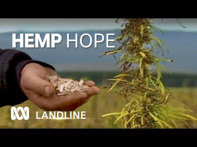 Aussie farmers learn to harvest hemp,  'toughest plant on the planet'  | Landline | ABC Australia