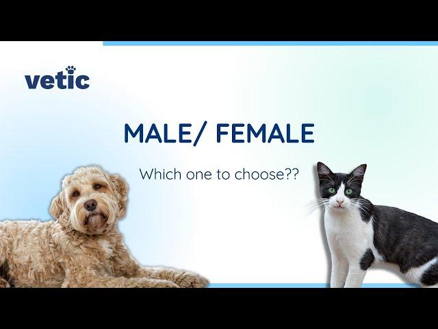 Choosing the right pet gender l Male vs Female Pets l Myths about female pet breeds.