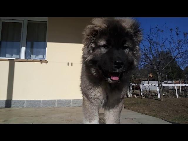 კავკასიური ნაგაზი, Caucasian (GEORGIAN) Shepherd  +995 555 73 40 73