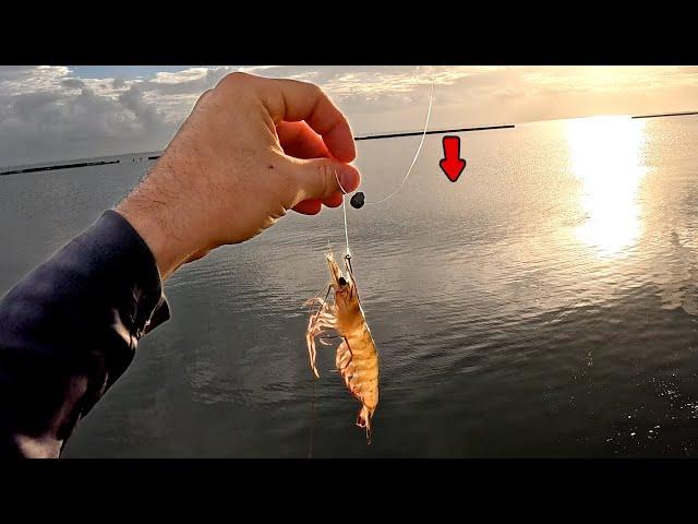 I Tossed a LIVE SHRIMP along This Seawall and CAUGHT DINNER