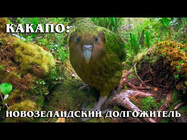 KAKAPO: A prehistoric flightless parrot with the smell of honey | Interesting facts about parrots