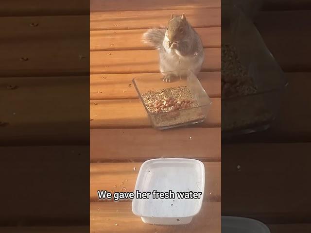 Feeding Nuts, the squirrel, during winter ️ #short