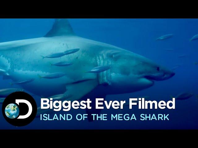 The Biggest Great White Ever Filmed | Island of the Mega Shark