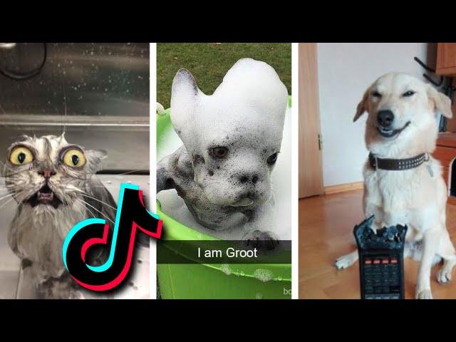  Funniest TIKTOk Dogs and TIKTOK Cats  - Try Not To Laugh with TikTok Animals 2020 | Pets Keen