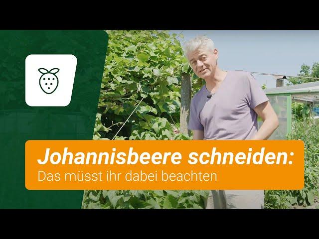 Johannisbeere schneiden: Das müsst ihr dabei beachten