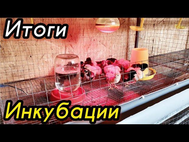 Инкубация куриных яиц в домашних условиях