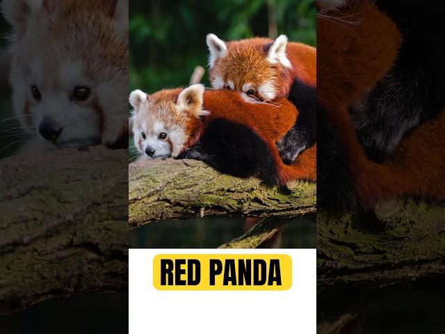 PESONA GEMOY PANDA MERAH #animals #panda