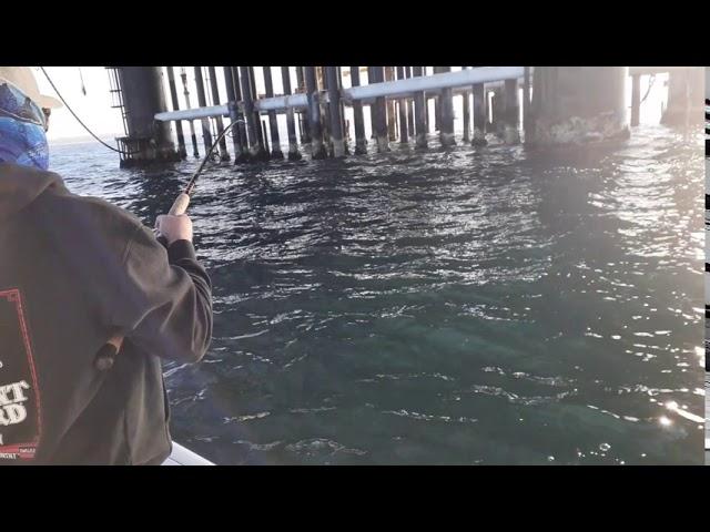 biggest Sargo we will ever catch